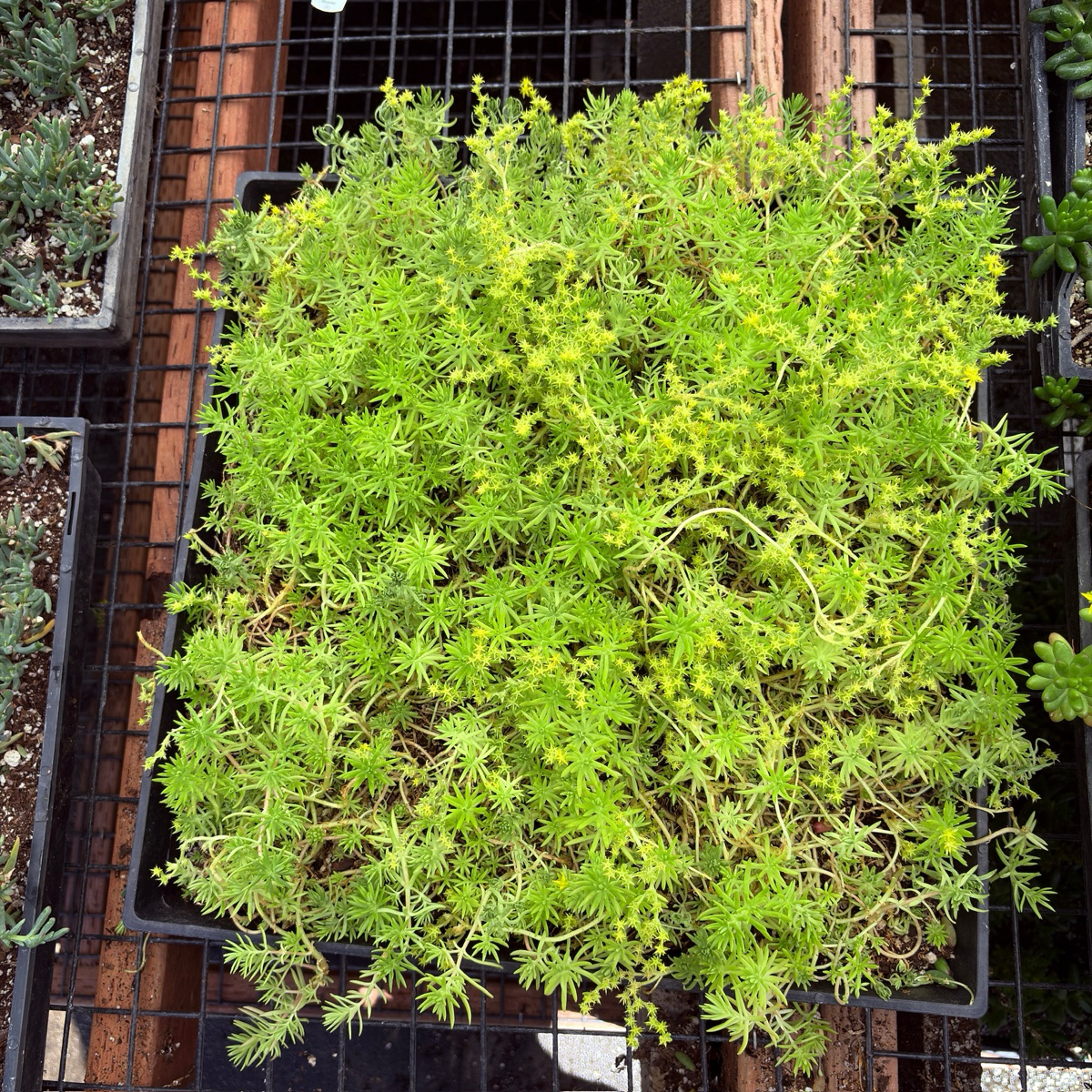Lemon Ball Stonecrop in a pot on a grid-like surface
