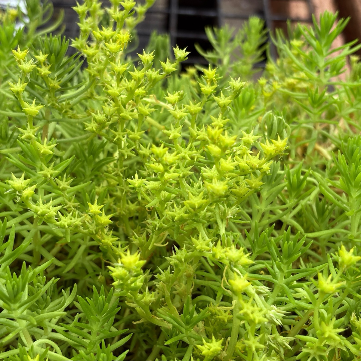 Close-up of a Lemon Ball Stonecrop with a blurred background