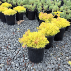 Lemon Ball Stonecrop