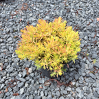 Lemon Ball Stonecrop