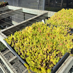 Lemon Ball Stonecrop
