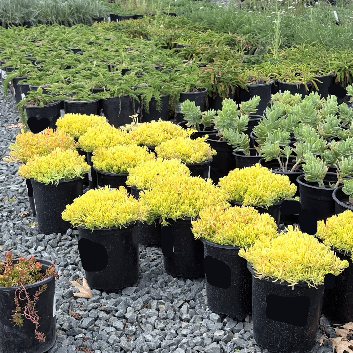 Lemon Ball Stonecrop
