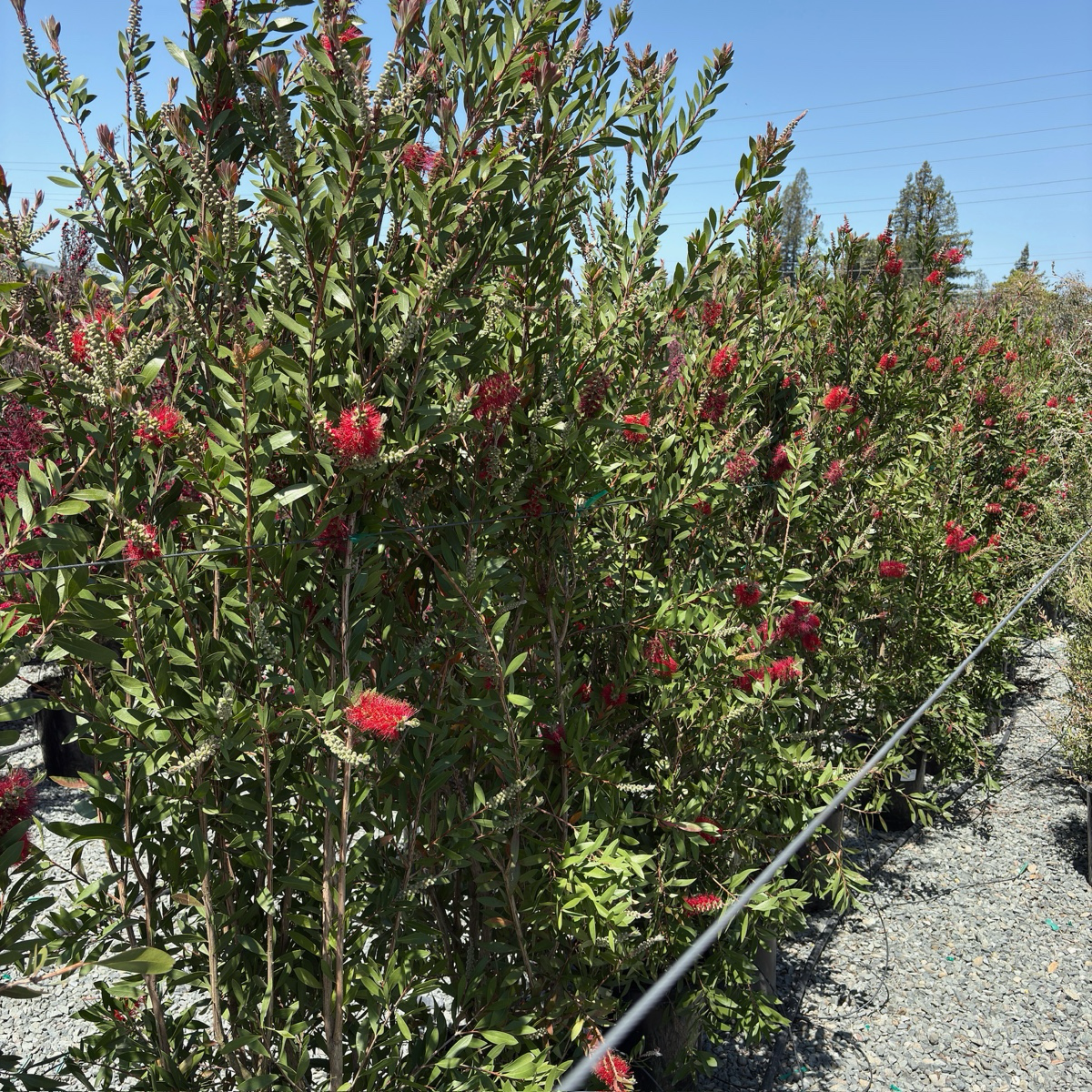 Lemon Bottlebrush