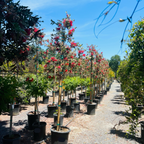 Lemon Bottlebrush