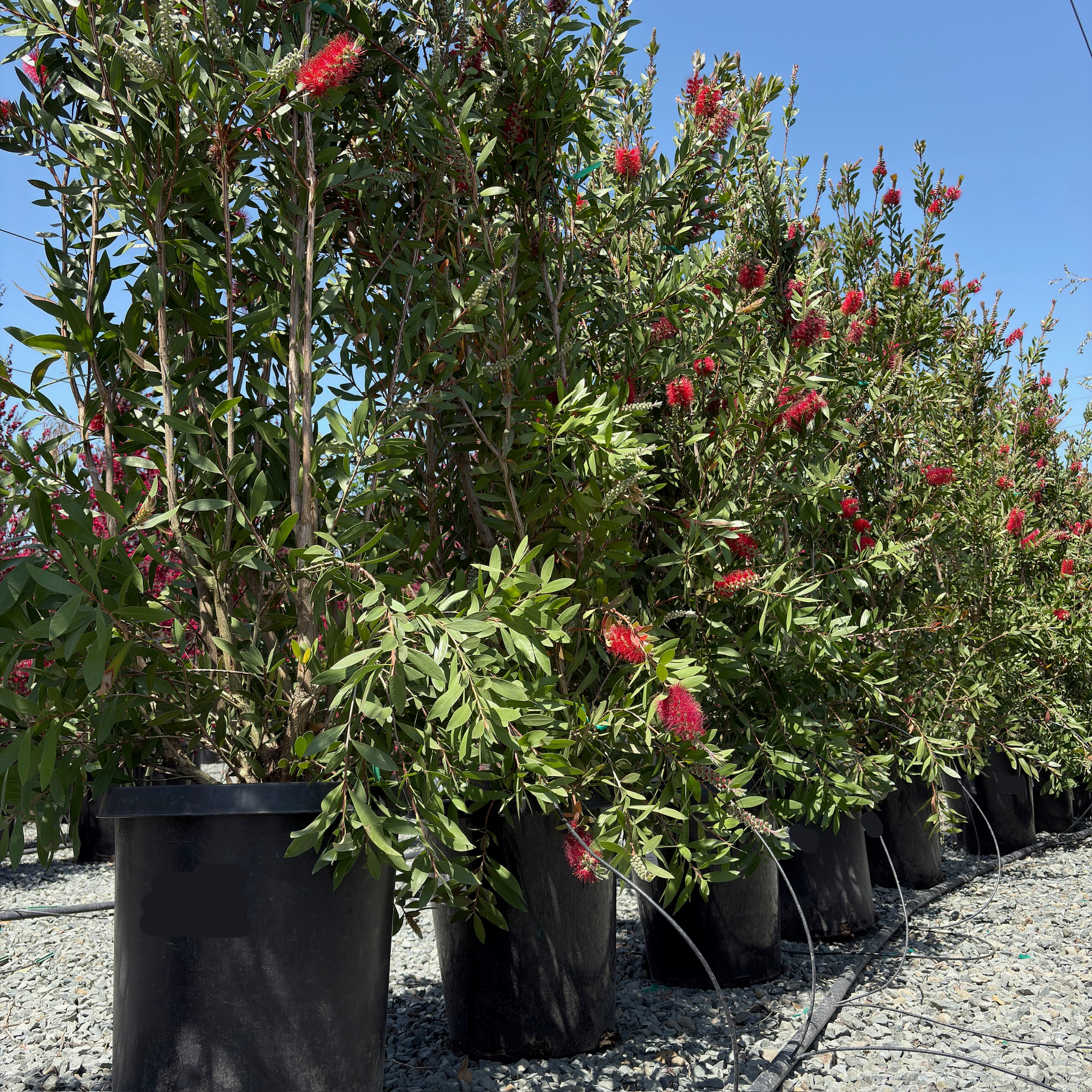 Lemon Bottlebrush