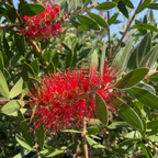 Lemon Bottlebrush