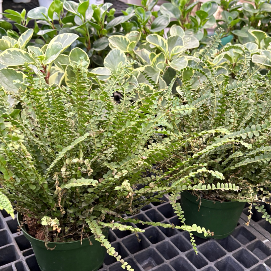 Potted Lemon Button Fern on a grid tray