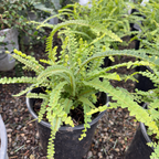 Lemon Button Fern