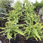Lemon Button Fern