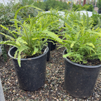 Lemon Button Fern