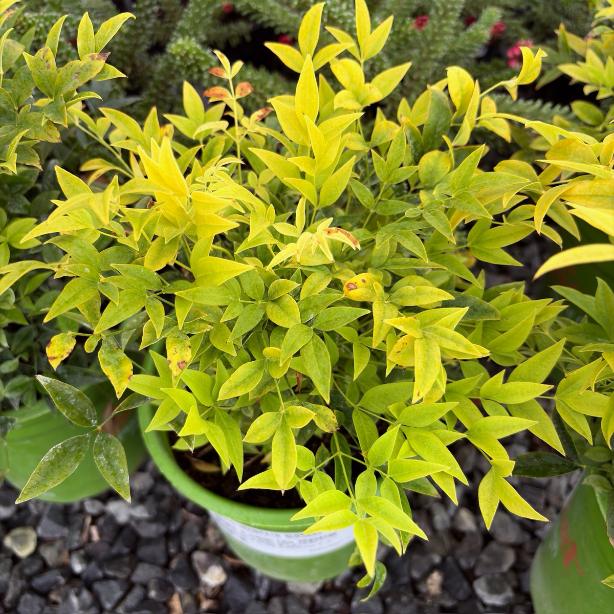 Potted Lemon Lime Heavenly Bamboo with yellow-green leaves on a dark gravel background