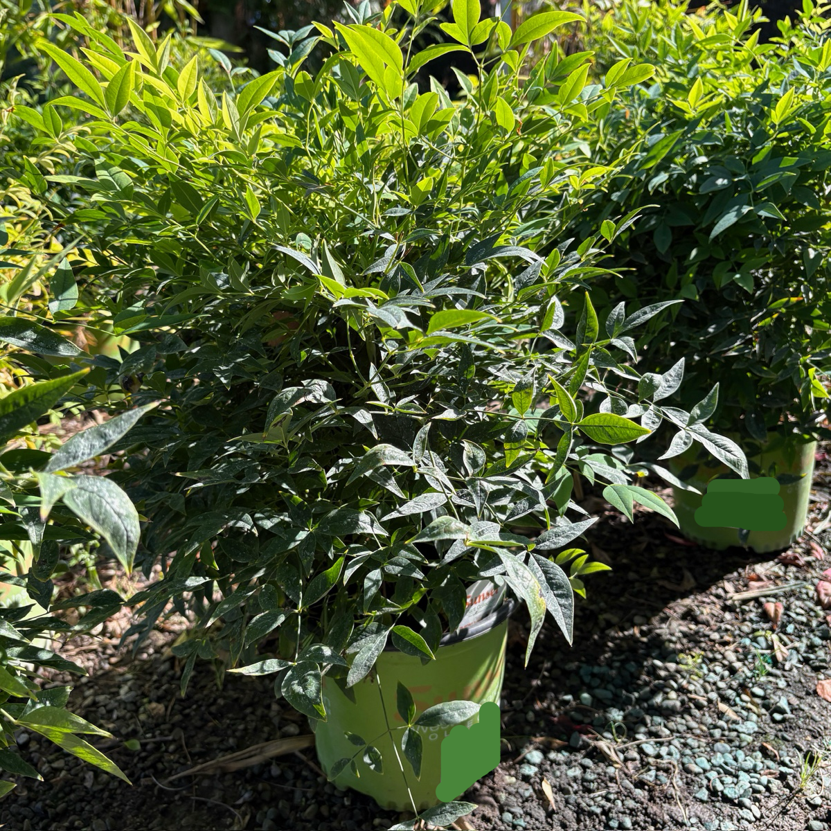 Potted Lemon Lime Heavenly Bamboo plant with green leaves in a garden setting