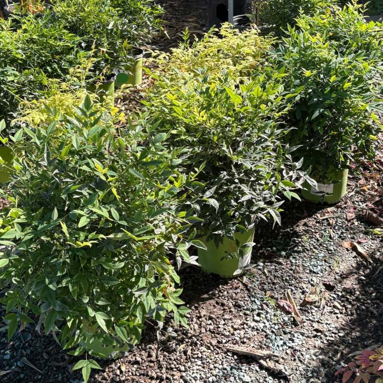 Lemon Lime Heavenly Bamboo shrubs in a garden setting with gravel and mulch