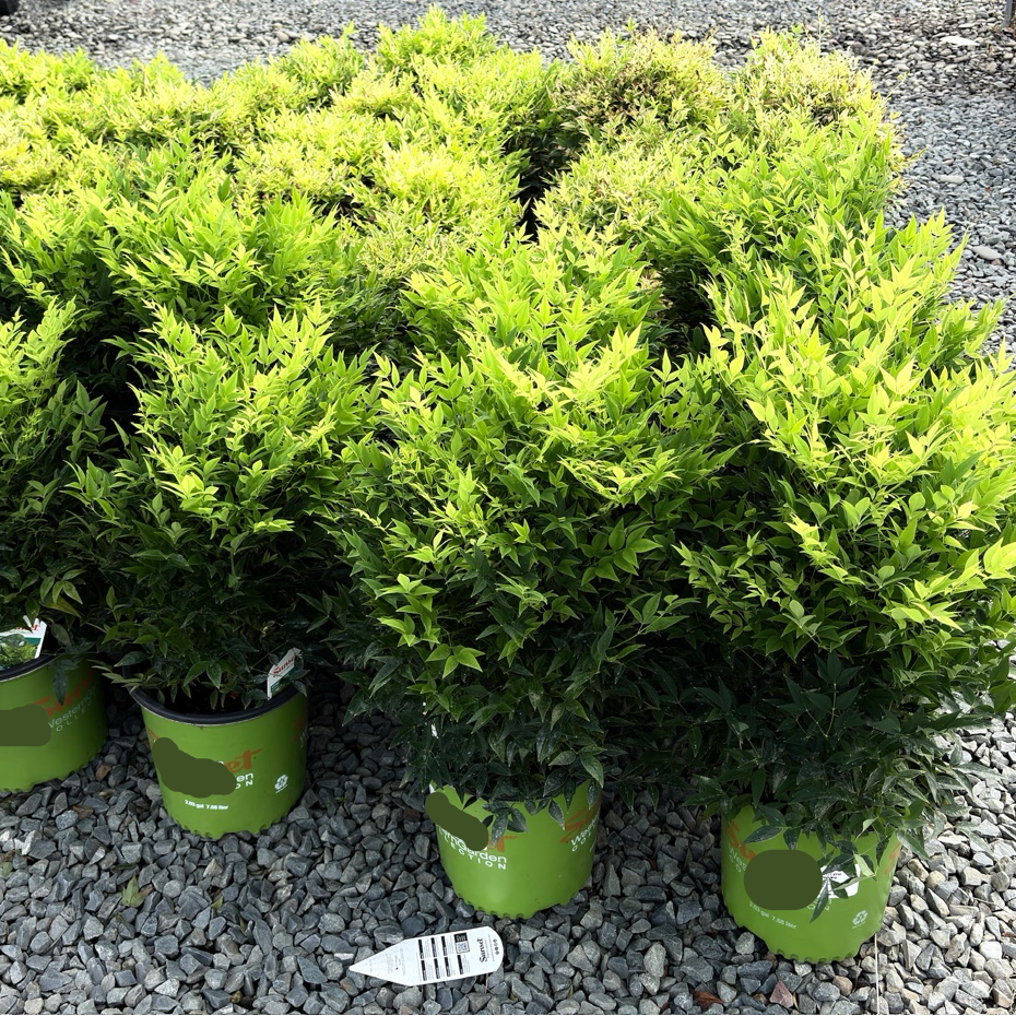 Row of potted Lemon Lime Heavenly Bamboo shrubs in a garden center setting