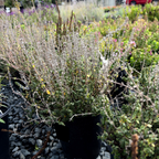 Lemon Thyme