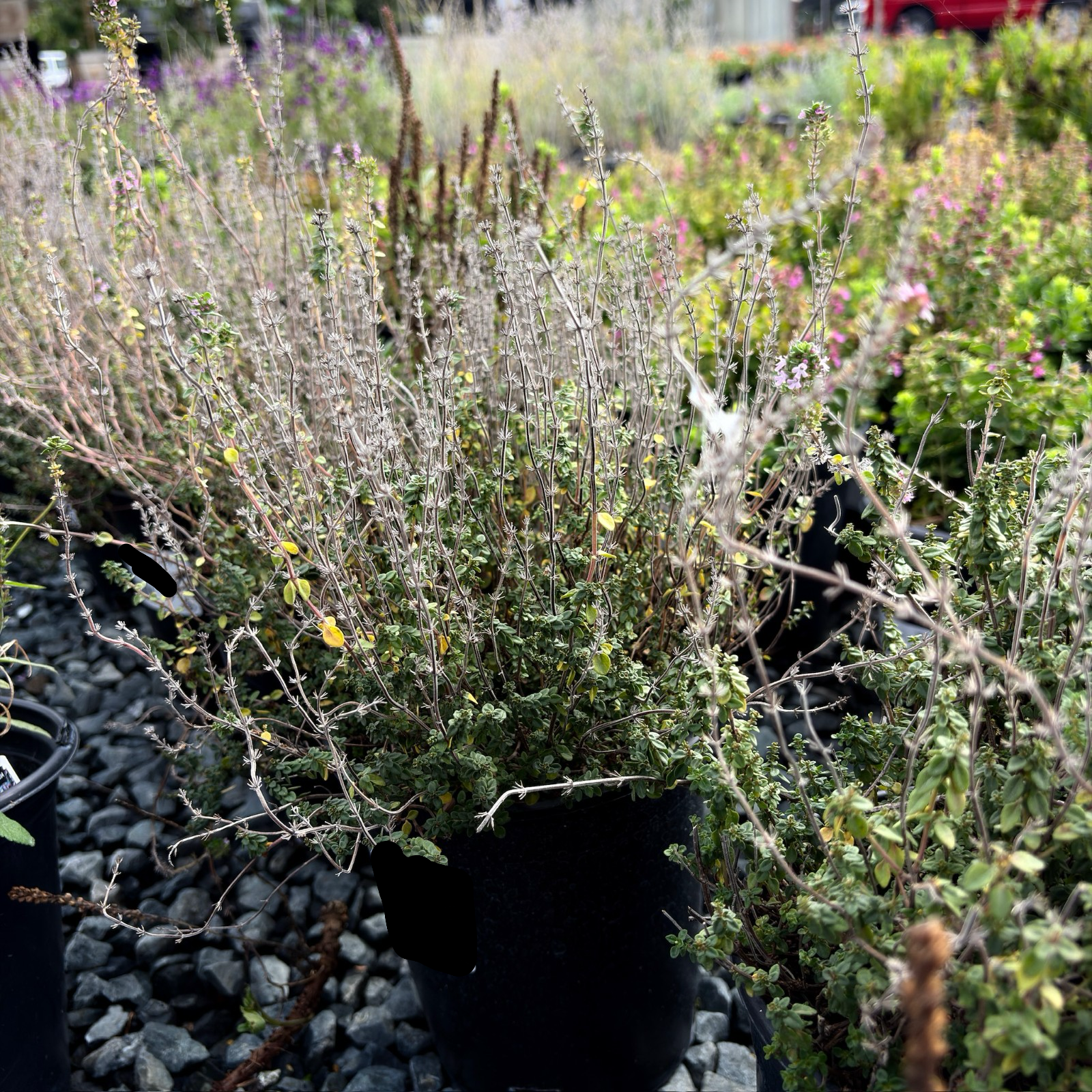 Lemon Thyme