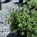Lemon Thyme