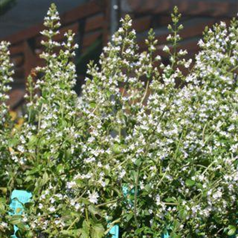 Lesser Calamint