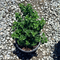 Lesser Calamint