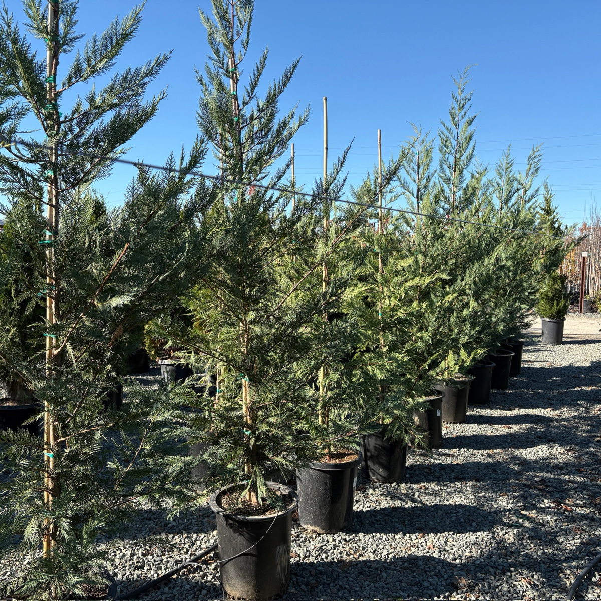 Leyland Cypress