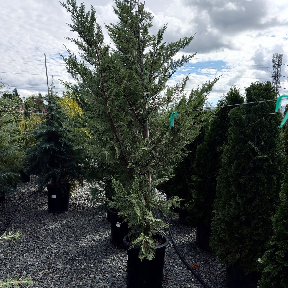 Leyland Cypress