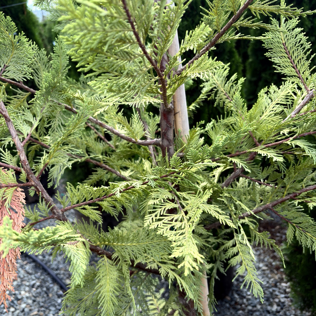 Leyland Cypress