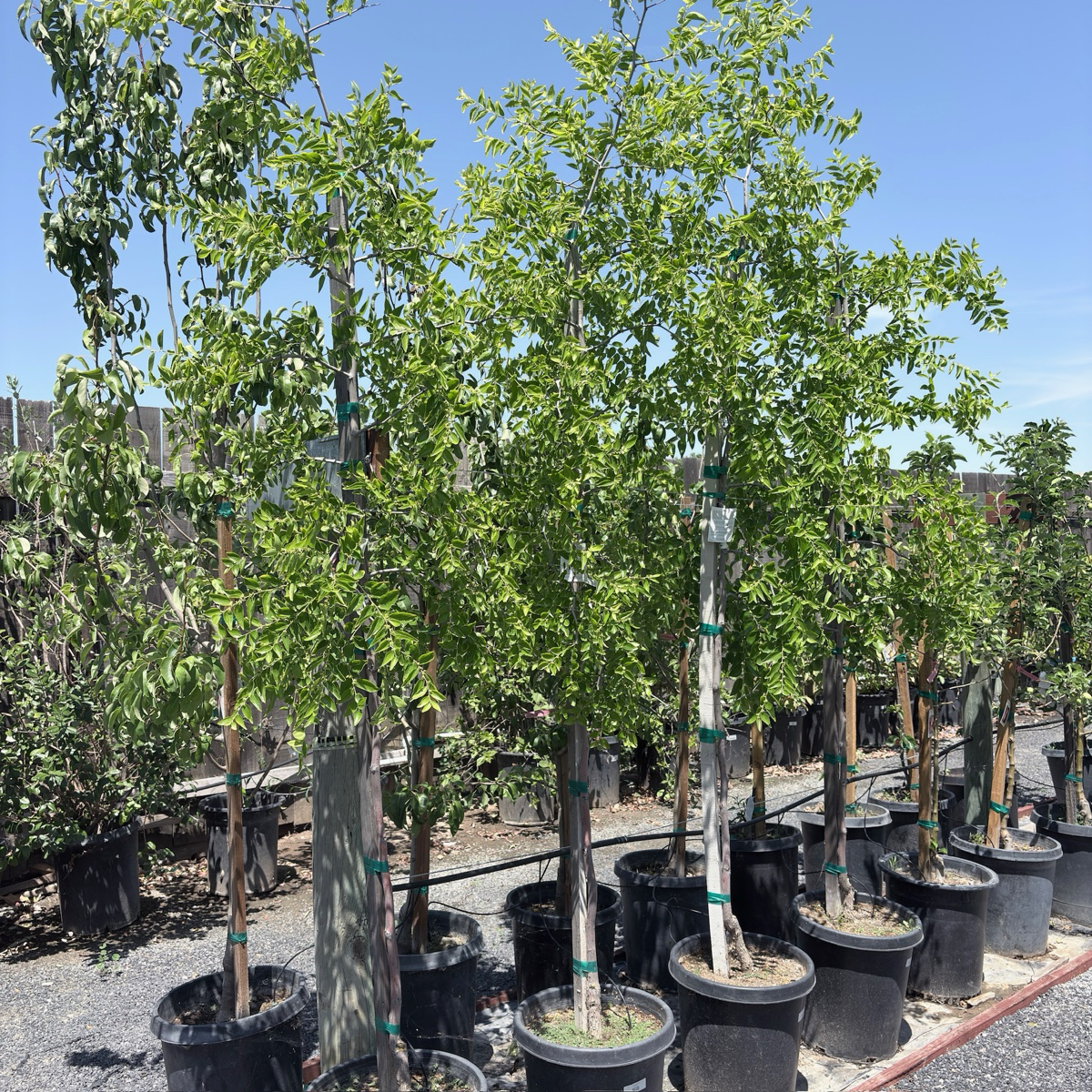 Li Jujube Tree