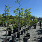 Li Jujube Tree
