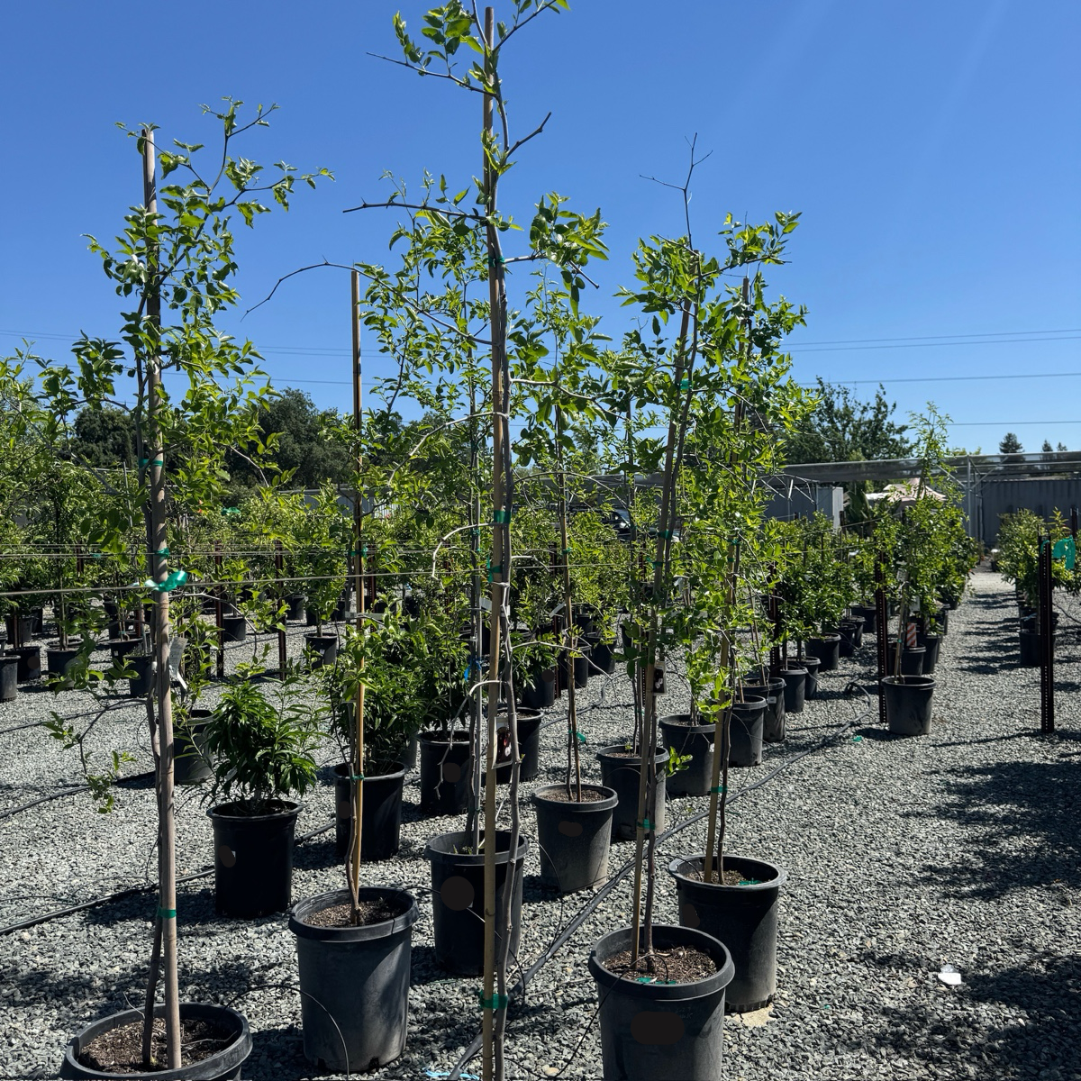 Li Jujube Tree