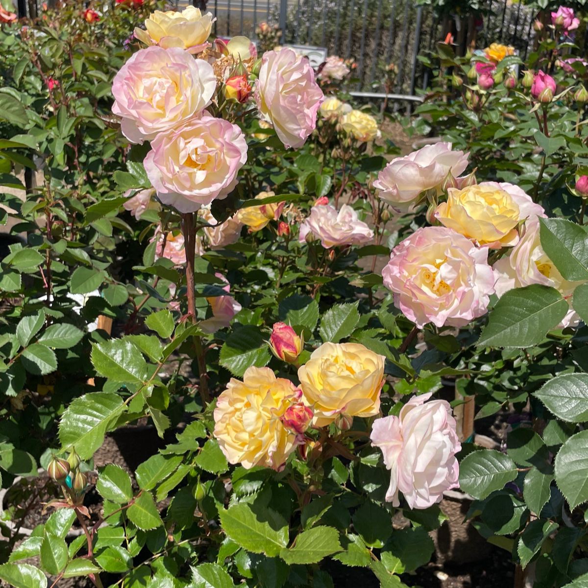 Life of the Party™  Floribunda Rose