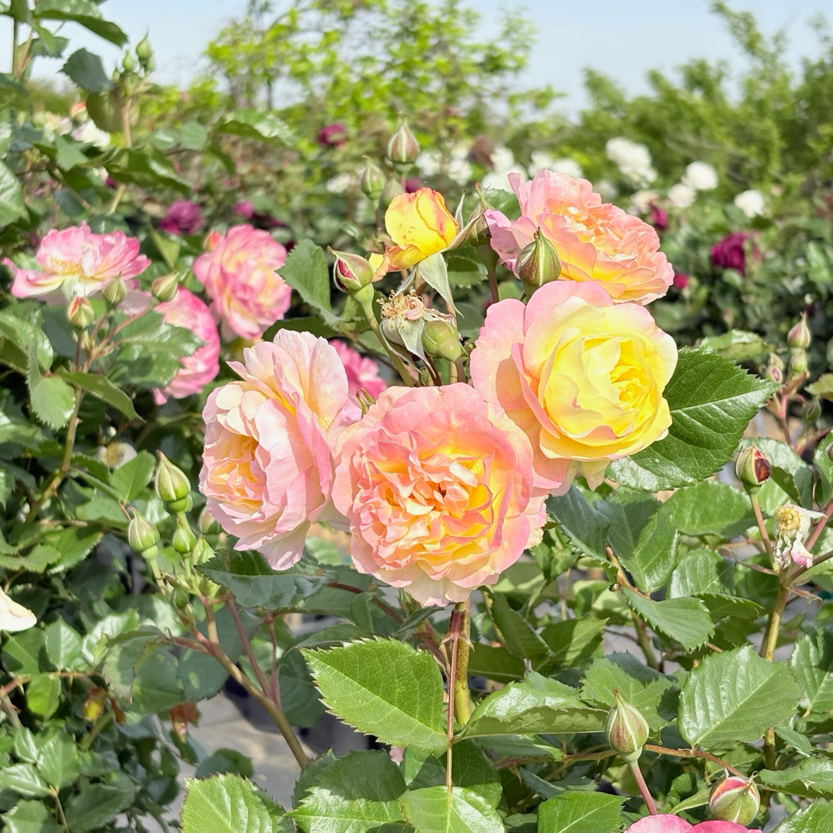 Life of the Party™  Floribunda Rose