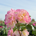 Life of the Party  Floribunda Rose