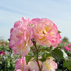 Life of the Party  Floribunda Rose