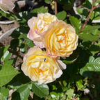 Life of the Party Floribunda Rose