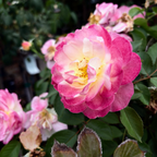 Life of the Party Floribunda Rose
