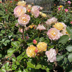Life of the Party Floribunda Rose