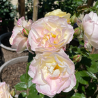 Life of the Party Floribunda Rose