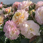 Life of the Party Floribunda Rose