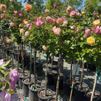 Life of the Party Floribunda Rose