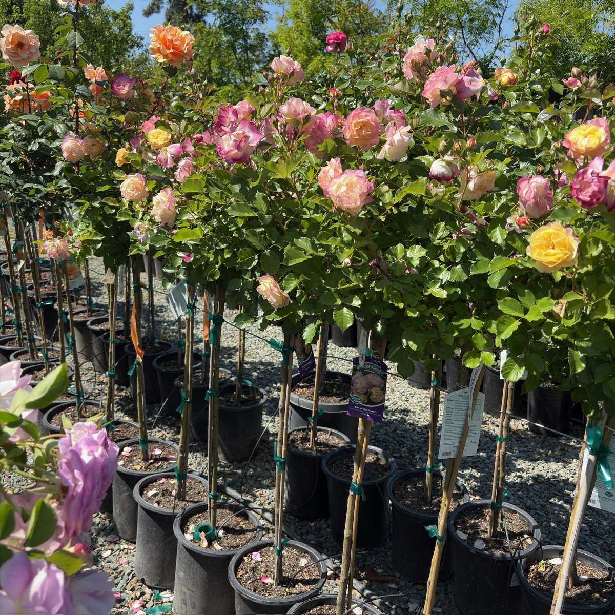 Life of the Party Floribunda Rose