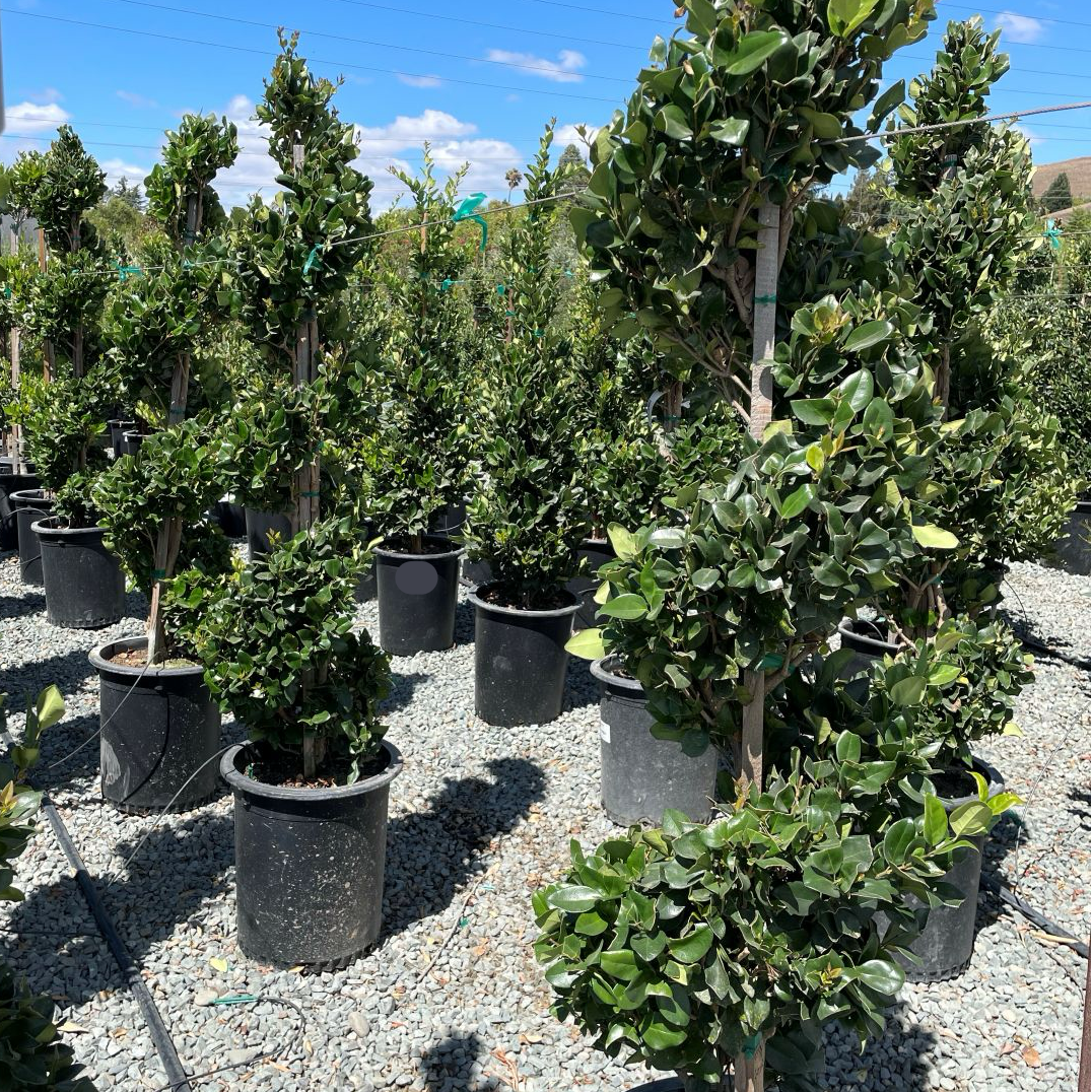 Waxleaf Privet