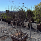 Lilac Chaste Tree