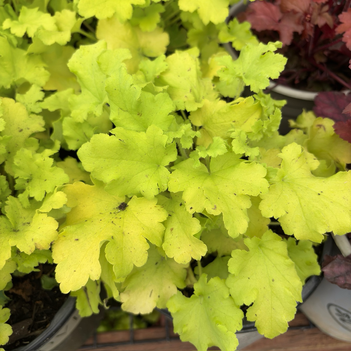 Lime Marmalade Coral Bells