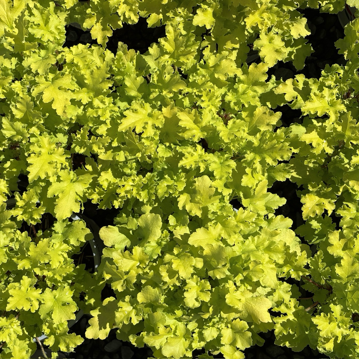 Lime Marmalade Coral Bells