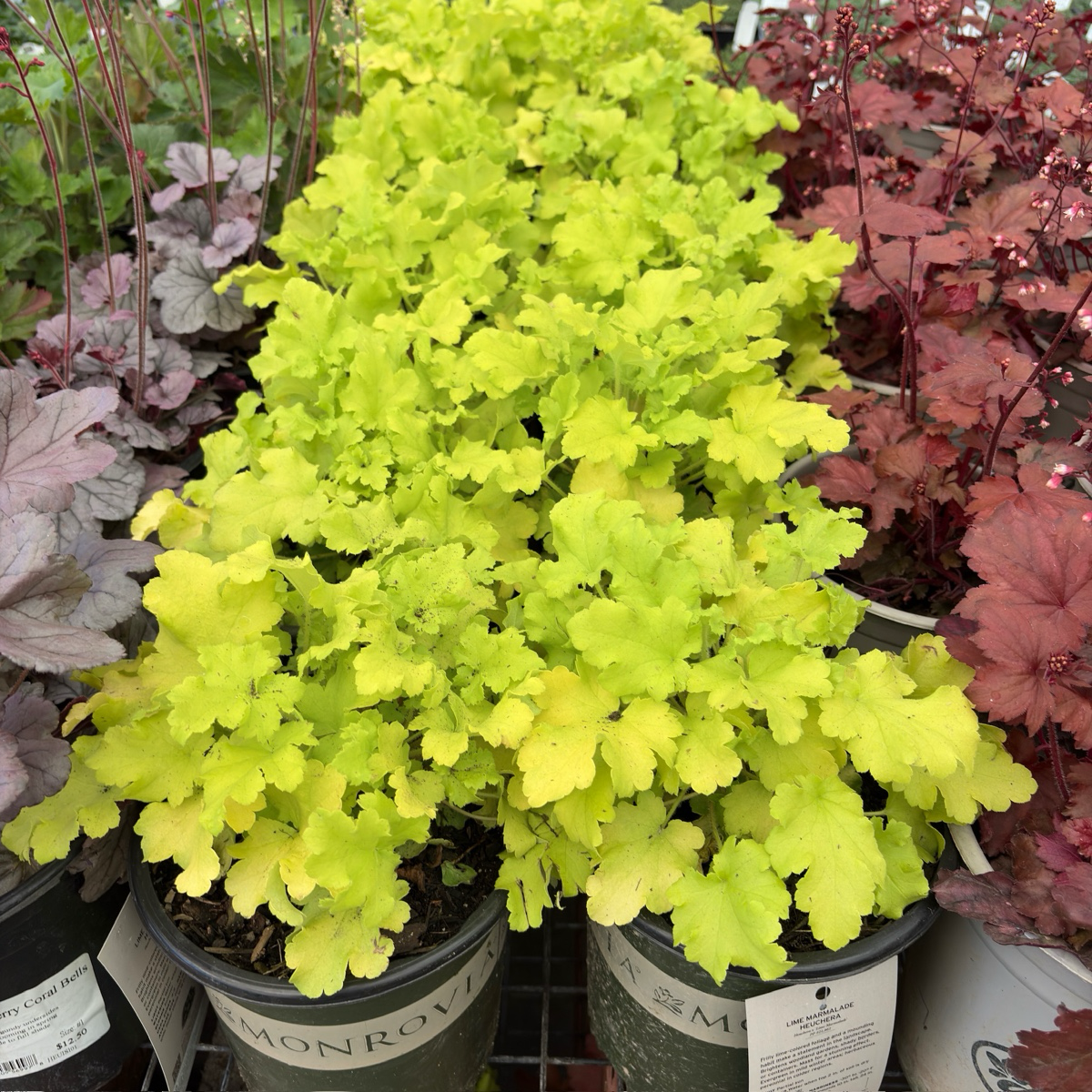 Lime Marmalade Coral Bells