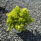 Lime Marmalade Coral Bells