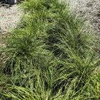 Lime Spritz Mat Rush