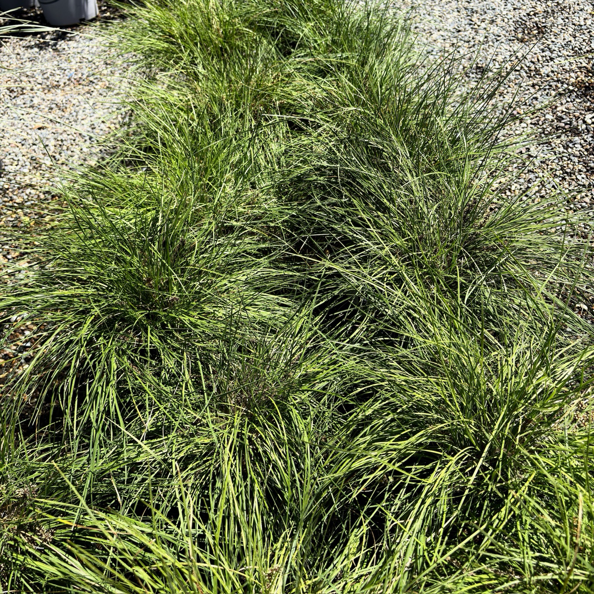 Lime Spritz Mat Rush