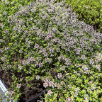Bush with pink flowers Lime Thymus in a garden setting