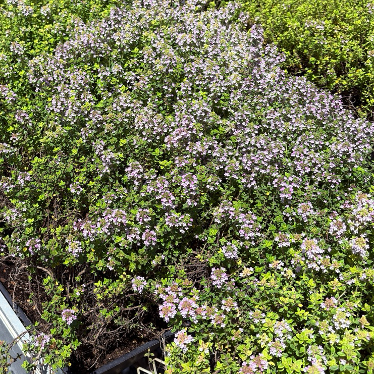 Bush with pink flowers Lime Thymus in a garden setting